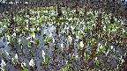 mizubasho2-20250412064030.jpg