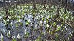 mizubasho2-20250412065029.jpg