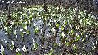mizubasho2-20250412070034.jpg