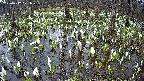 mizubasho2-20250412071028.jpg