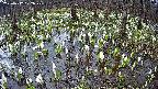 mizubasho2-20250412072031.jpg