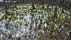mizubasho2-20250412074031.jpg