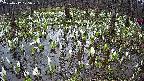 mizubasho2-20250412075028.jpg