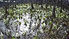 mizubasho2-20250412080030.jpg