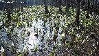 mizubasho2-20250412081027.jpg