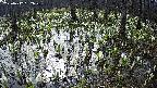 mizubasho2-20250412082028.jpg