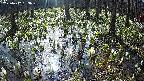 mizubasho2-20250412083029.jpg
