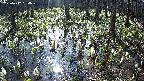 mizubasho2-20250412084028.jpg