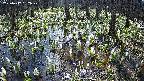 mizubasho2-20250412092030.jpg