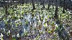 mizubasho2-20250412100029.jpg