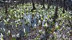 mizubasho2-20250412104030.jpg