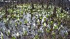 mizubasho2-20250412105028.jpg