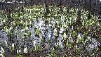 mizubasho2-20250412110031.jpg