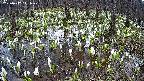 mizubasho2-20250412111029.jpg
