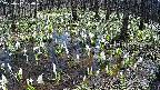 mizubasho2-20250412120032.jpg