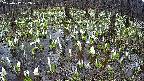 mizubasho2-20250412122030.jpg