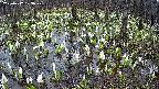 mizubasho2-20250412123029.jpg