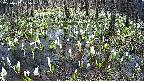 mizubasho2-20250412125027.jpg