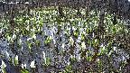 mizubasho2-20250412130030.jpg