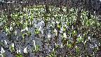 mizubasho2-20250412131026.jpg