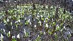 mizubasho2-20250412132028.jpg