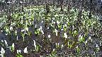 mizubasho2-20250412133029.jpg