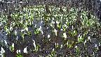 mizubasho2-20250412134029.jpg