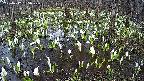 mizubasho2-20250412135029.jpg