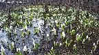 mizubasho2-20250412140029.jpg