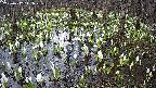 mizubasho2-20250412141030.jpg