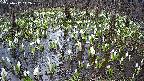 mizubasho2-20250412142030.jpg