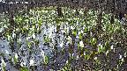 mizubasho2-20250412143031.jpg