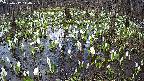 mizubasho2-20250412144026.jpg