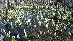 mizubasho2-20250412152033.jpg
