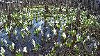 mizubasho2-20250412153028.jpg