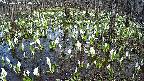mizubasho2-20250412154030.jpg