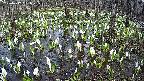 mizubasho2-20250412161031.jpg