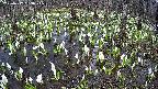 mizubasho2-20250412163027.jpg