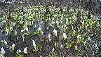 mizubasho2-20250412164029.jpg