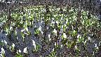 mizubasho2-20250412165029.jpg
