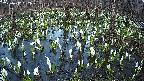 mizubasho2-20250412182028.jpg