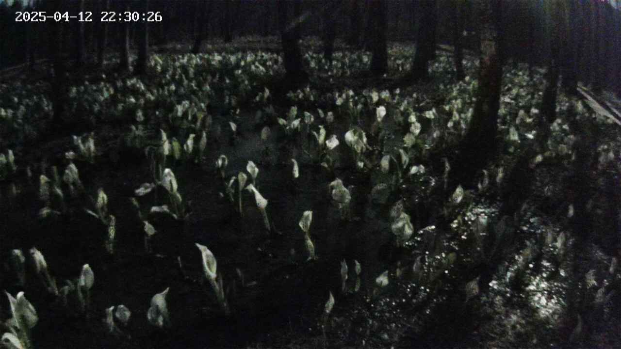 mizubasho2-20250412223027.jpg
