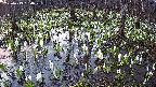 mizubasho2-20250413050030.jpg