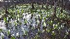 mizubasho2-20250413051027.jpg