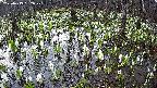 mizubasho2-20250413052029.jpg