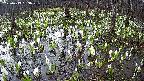 mizubasho2-20250413053028.jpg