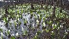 mizubasho2-20250413054029.jpg