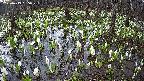 mizubasho2-20250413055028.jpg