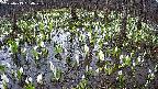 mizubasho2-20250413060029.jpg