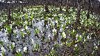 mizubasho2-20250413063030.jpg